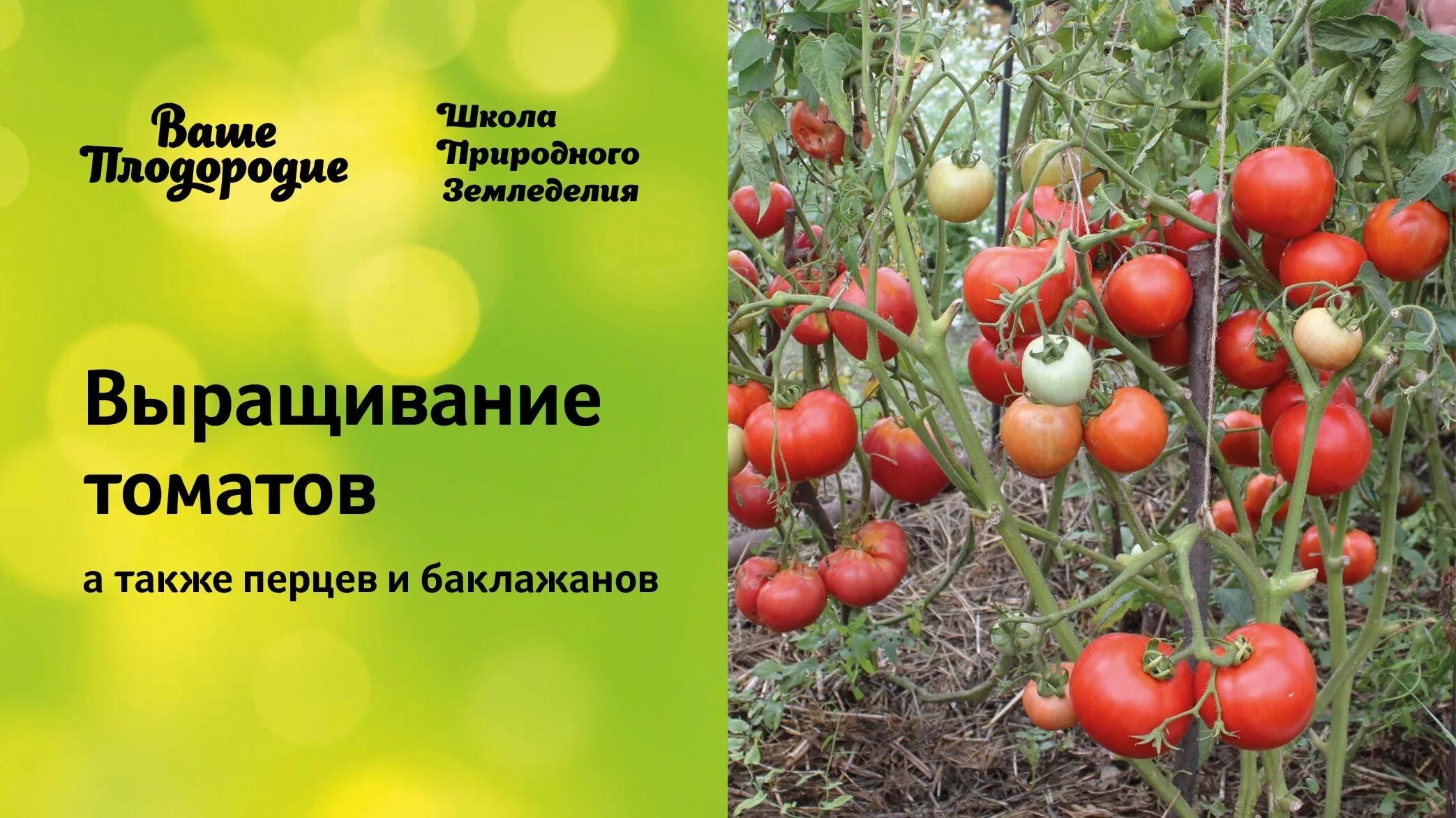 Природное земледелие плодородие. Томат ваше плодородие. Земледелие томаты. Семинар томаты. Земледелец сорт томатов