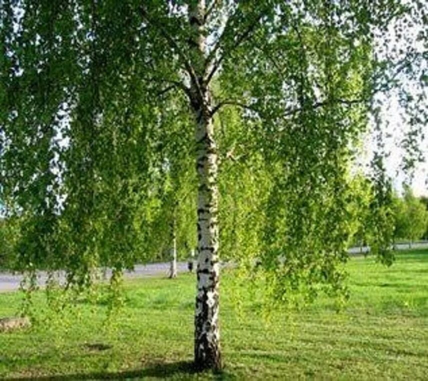 Береза лет жизни. Березовая роща береза повислая. Betula Alba pendula. Береза повислая Лациниата. Береза повислая Лонг транк.