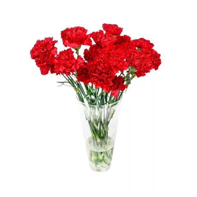 Купить гвоздики в магазин. Dianthus Red гвоздика. Диантус букет. Буетик 9 кваздик. Гвоздики в вазе.