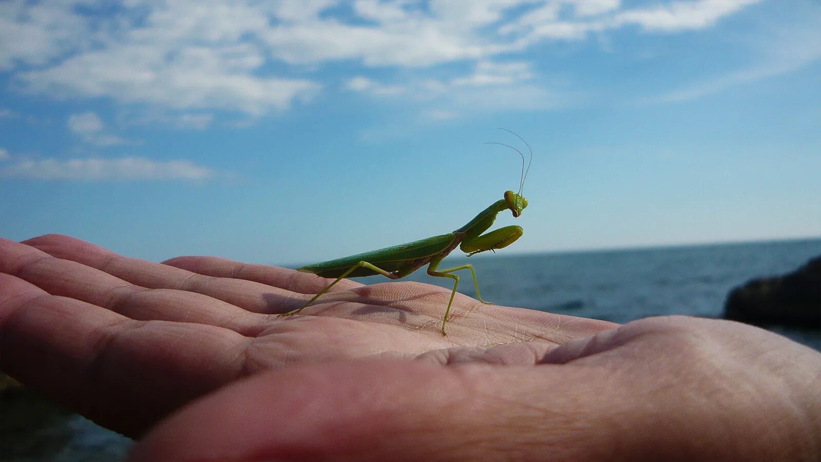 Живой богомол. Ischnomantis Gigas богомол. Богомол Крымский. Богомол зеленый. Богомол обыкновенный в Крыму.