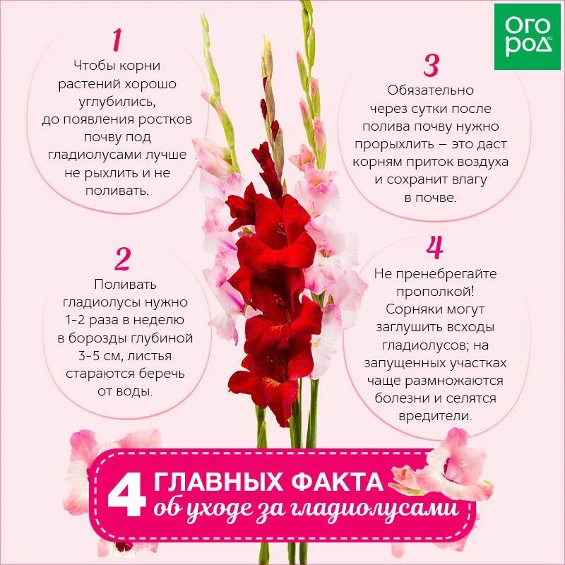 Какую температуру выдерживают гладиолусы. Схема высадки гладиолусов. гладиолусы схема посадки. схема посадки гладиолусов в открытый грунт. схема посадки гладиолусов букетным способом.