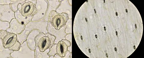 Видеоны трусикисіз көріңіз