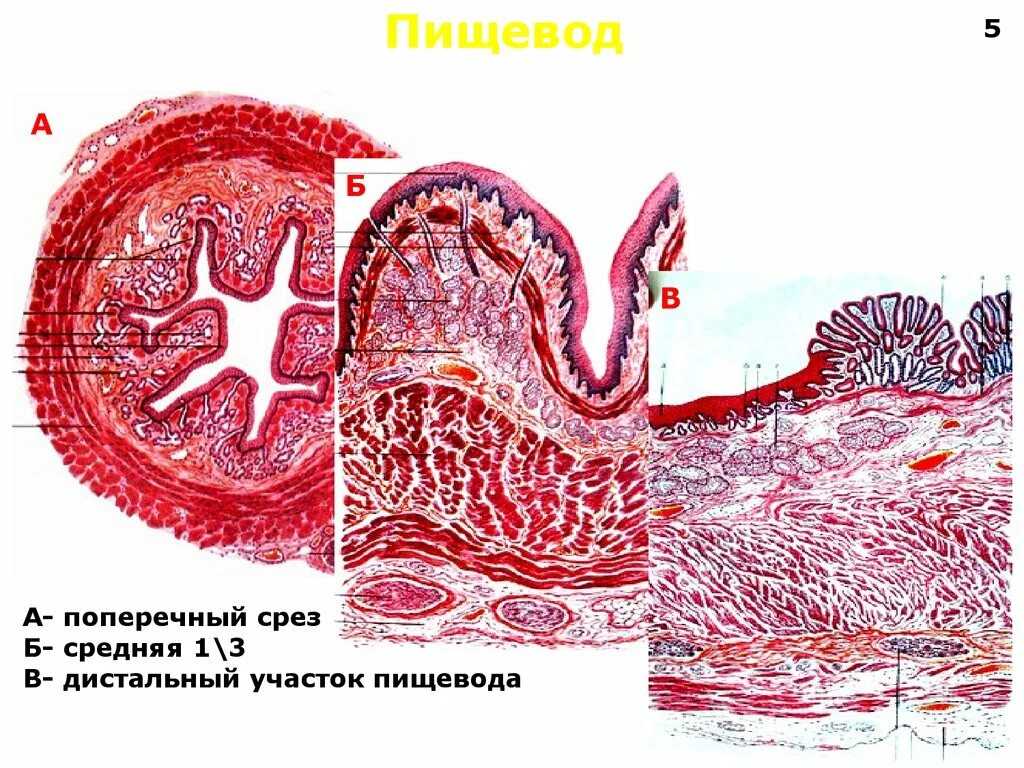 Слои пищевода