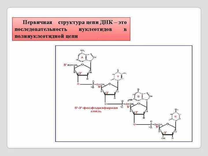 Первичная структура цепи ДНК последовательность. Первичная структура ДНК это последовательность. Первичная структура участка цепи ДНК. Структура участка ДНК.