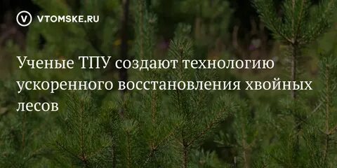 Восстановление хвойных лесов