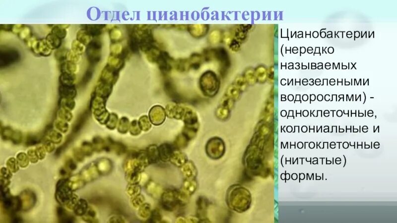 Носток цианобактерия. Цианобактерии одноклеточные водоросли. Колониальные цианобактерии. Цианобактерии биология 7 класс. Группы организмов цианобактерии