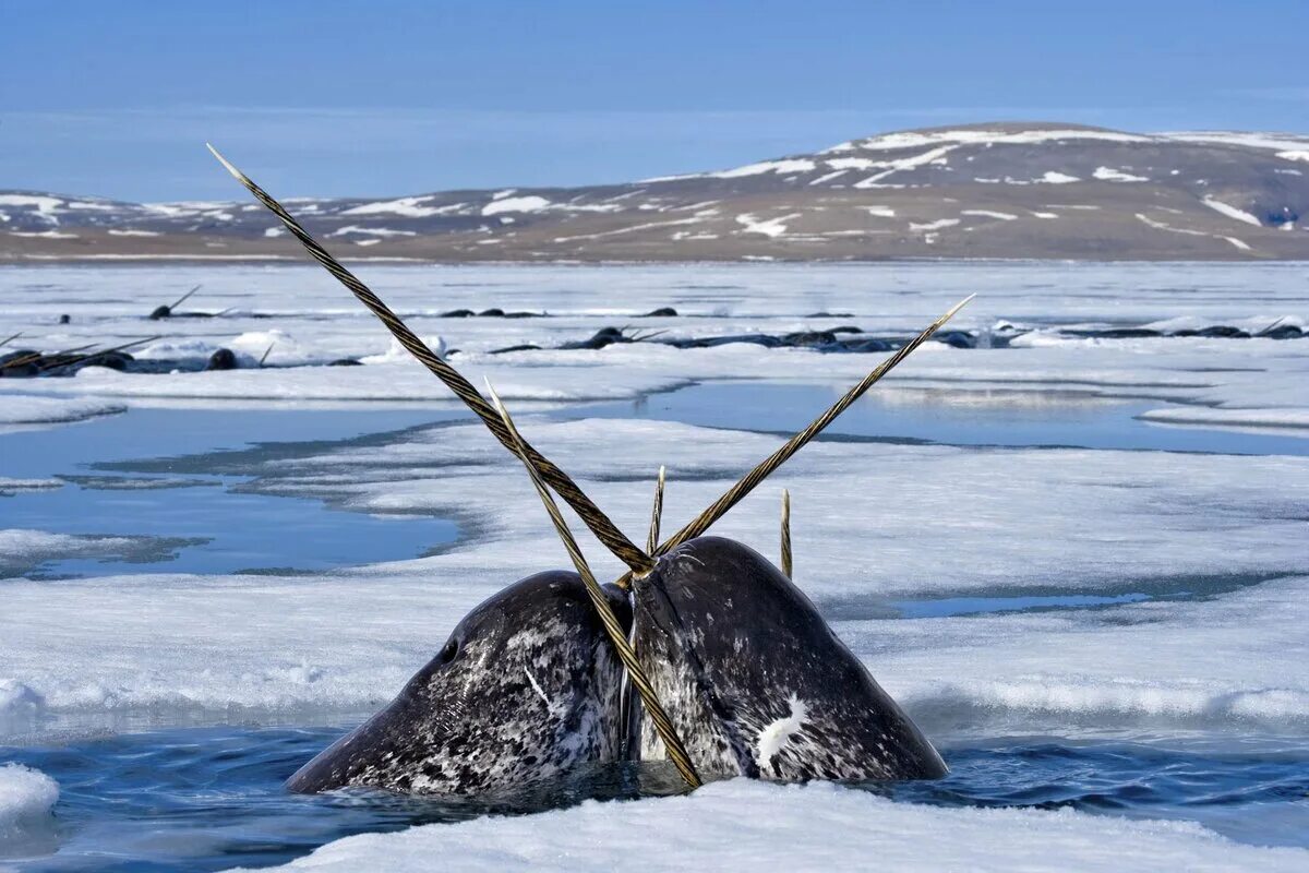 The Arctic Species Conservation Fund WWF.CA