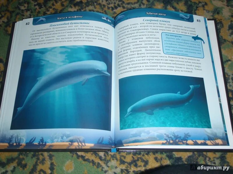 Книга про кита. Книга киты дельфины. Книга про китообразных. Киты и дельфины детская энциклопедия Росмэн. Книги о китах и дельфинах для детей.