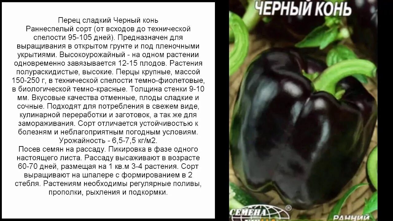 Перцы описание сорта фото отзывы. Перец сладкий черный конь. Перец болгарский черный сорт. Сорт перца черный конь. Черный перец описание.