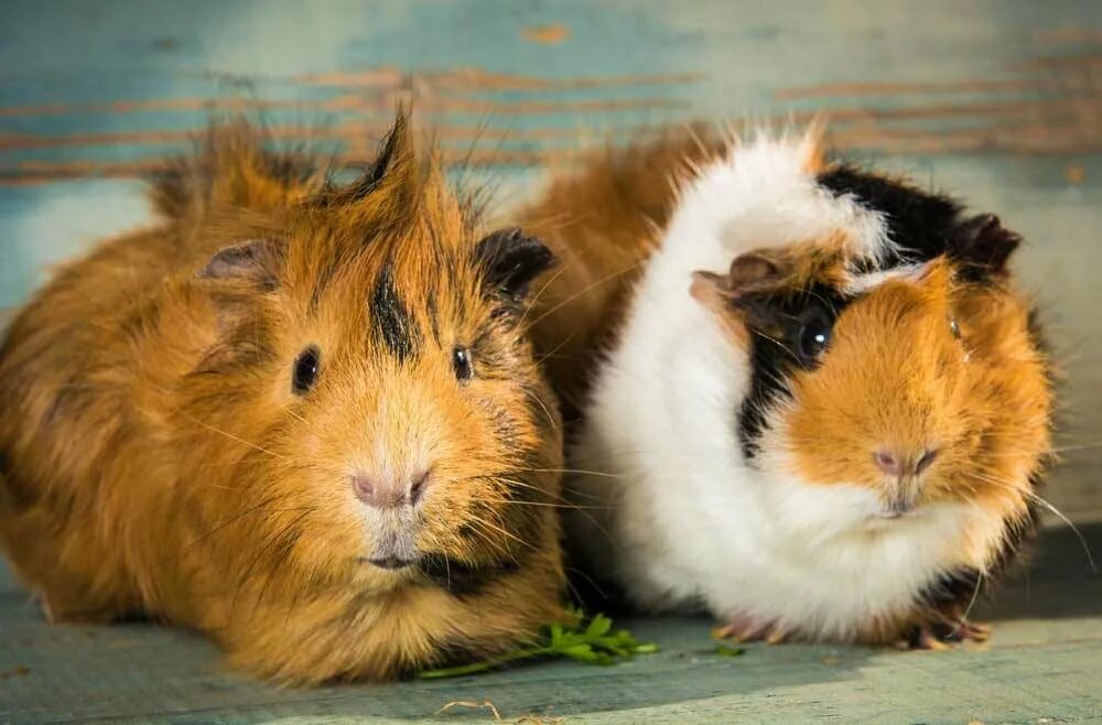 К какому отряду относится морская свинка. Cavia для морских свинок. Морские свинки породы шиншилла. Морская Свинка беспородная. Морская Свинка непородистая.