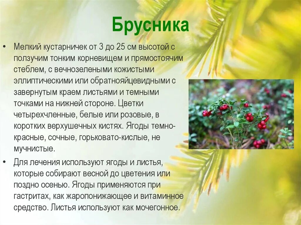 Презентация лесная аптека. Лесная аптека презентация. Лесная аптека. Презентация лесная аптека. Лесная аптека растения.