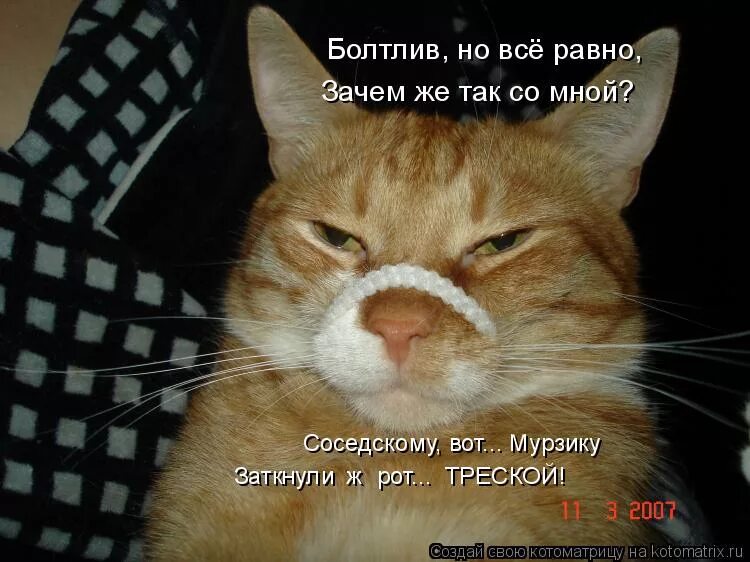 Почему коты молчат. Кот молчит. Кот с закрытым ртом. Кот молчун. Что молчим картинки прикольные.