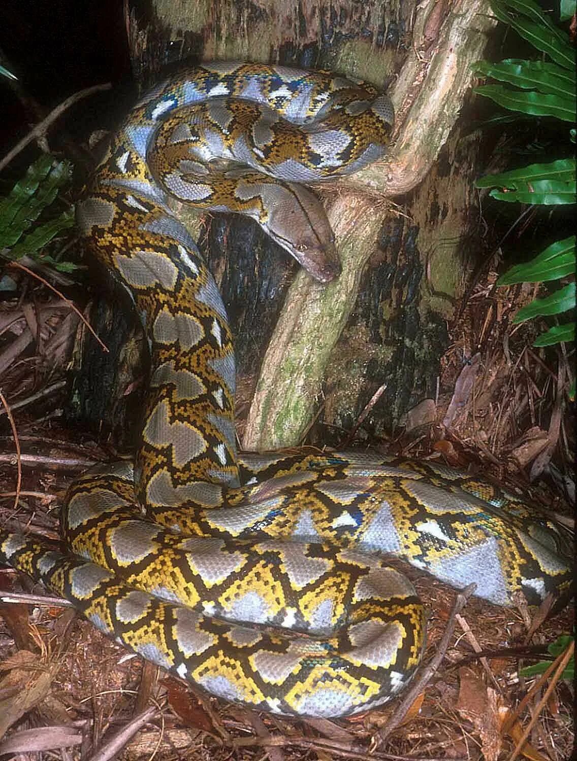 Snakes are longer. Сетчатый питон 7.5 метров. Удав сетчатый питон. Сетчатый питон 10 метров. Сетчатый питон и Анаконда.