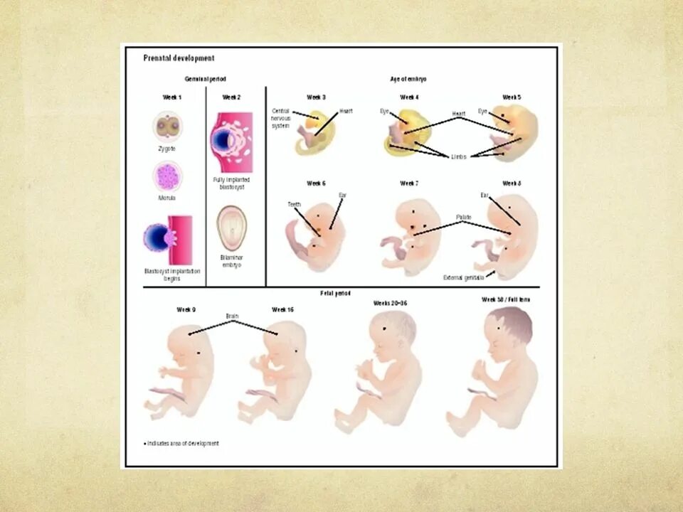 На какой неделе формируется. Периоды развития плода по неделям в картинках. Стадии развития плода по месяцам. Схема внутриутробного развития ребенка. Стадии формирования плода по неделям.
