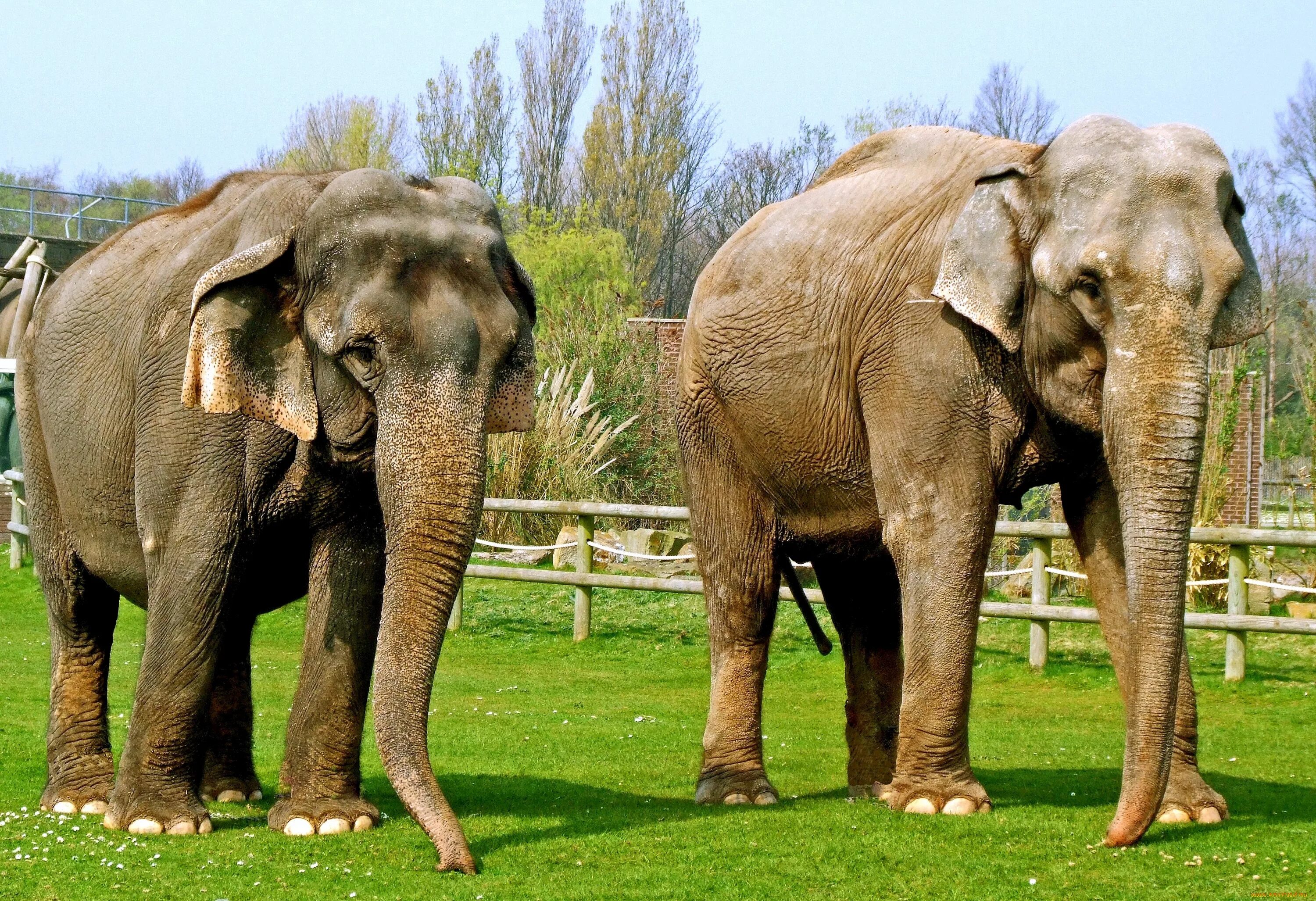 Масса самого большого животного на земле. Гигантский слон. Гигантские слоны. Самый большой слон. Самый большой слон в мире.