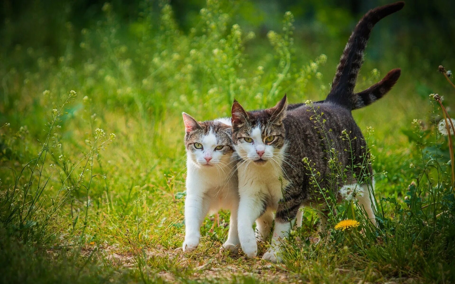 Кошечка гуляет. Кошка на природе. Кошка гуляет. Счастливая кошка. Два кота.