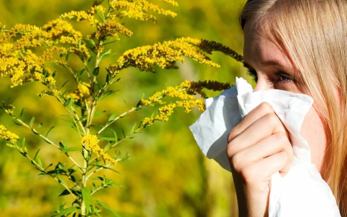 Без аллерген. Пыльца растений поллиноз. Амброзия поллиноз. Аллергия на пыльцу.