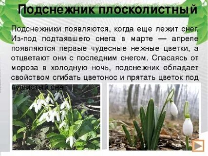 Подснежник краткое содержание
