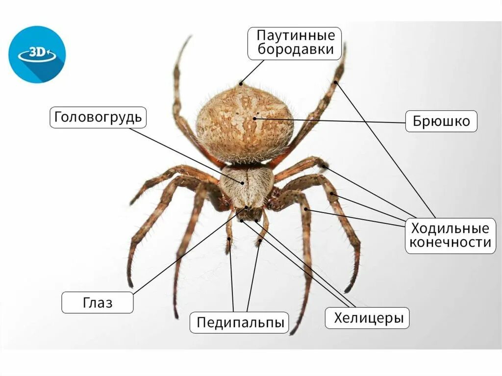 Тест паукообразные 7