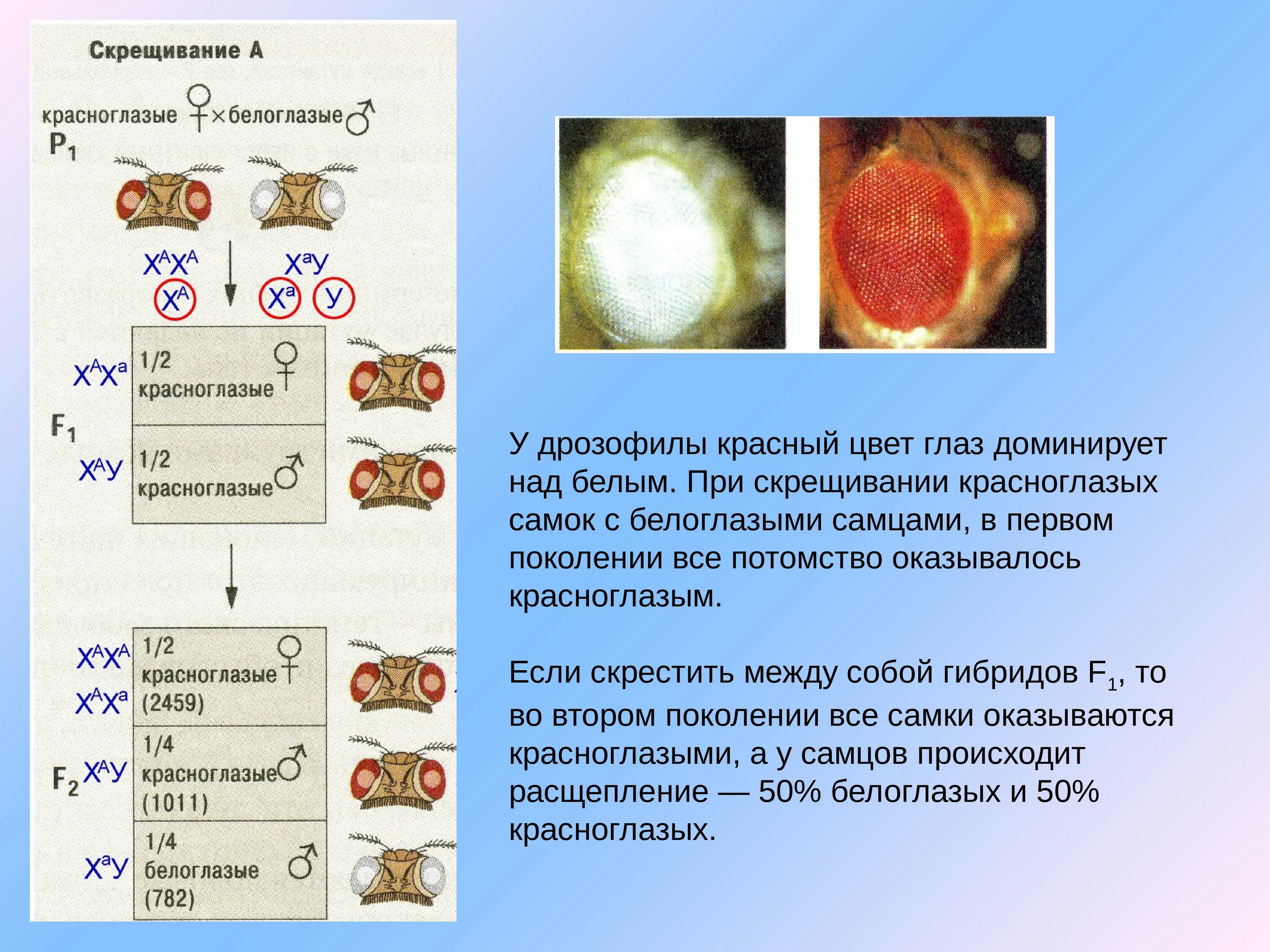 Цвет глаз у дрозофилы. Наследование окраски глаз у дрозофилы. Цвет глаз у дрозофилы доминантный. Наследование цвета глаз у дрозофилы.