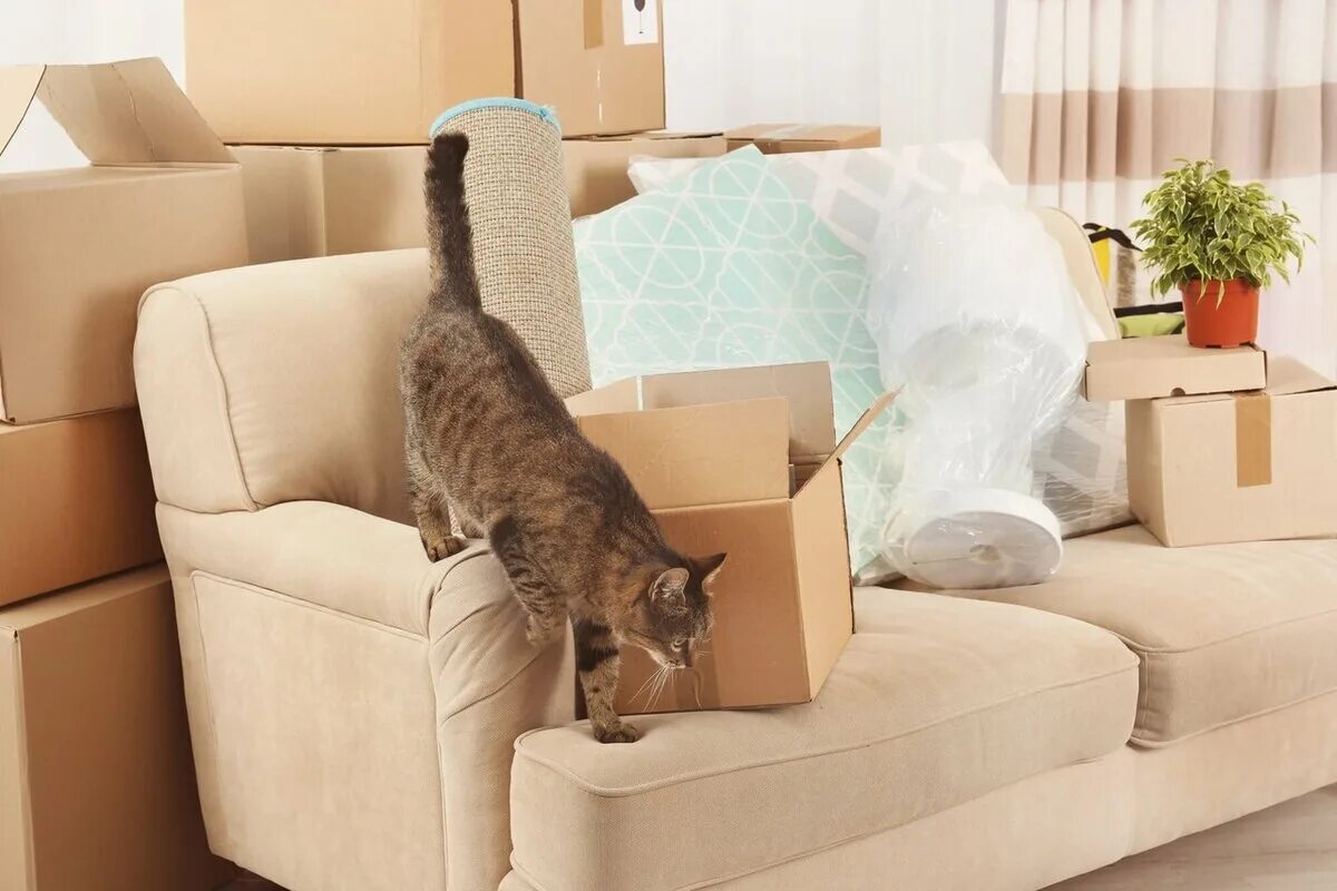 Как облегчить коту. Кошка в квартире. Кот в новой квартире. Кот новоселье. Кошка в коробке.