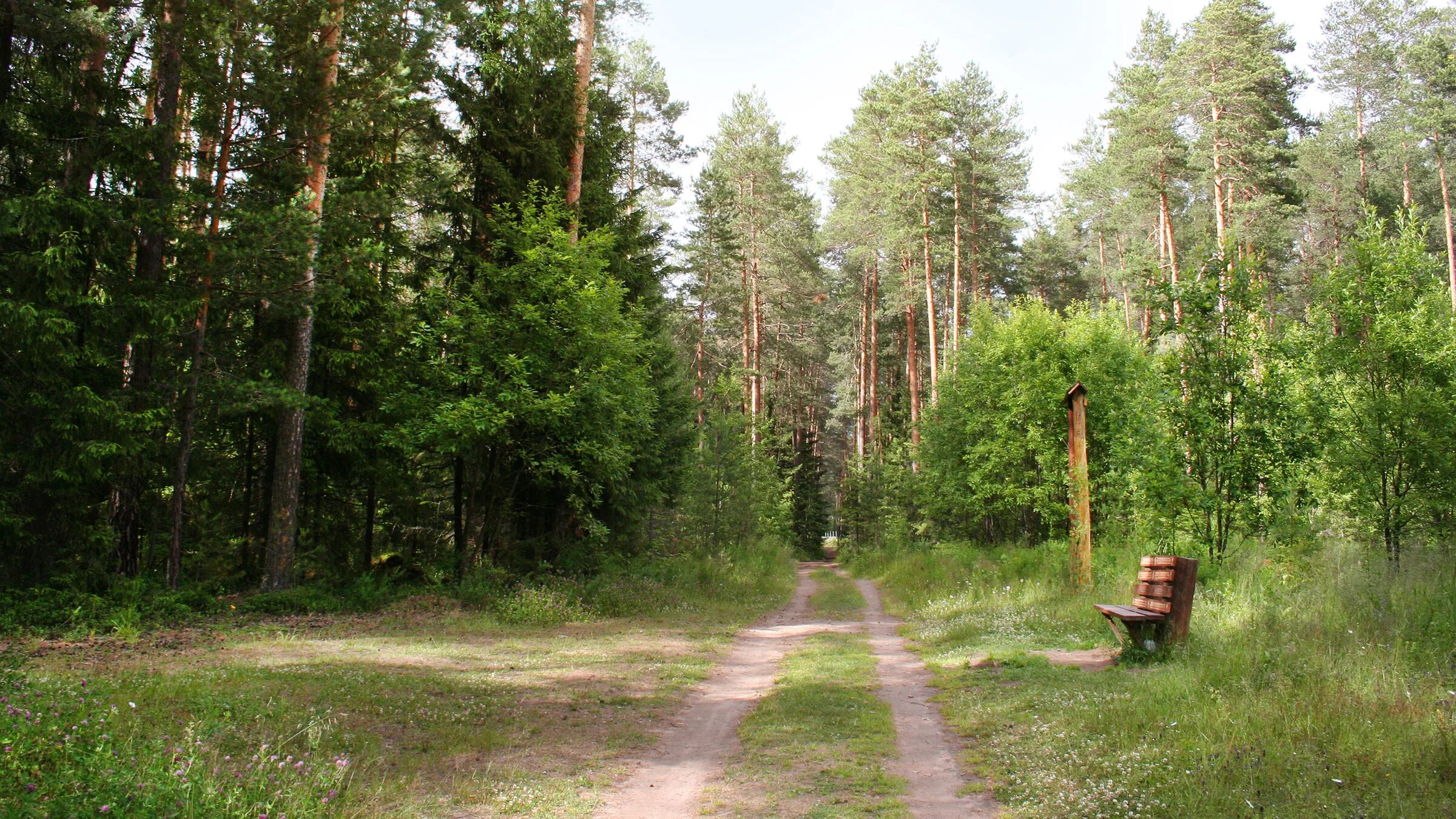 Красная горка рыбинск. Экологическая тропа "красные горки". Экологическая тропа красные горки Пермь. Экотропа “красная горка” Ломоносов. Тропа здоровья Березовский Сосновый лес.