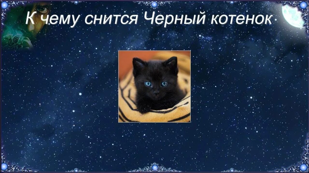 К чему снятся коты во сне мужчине. К чему снятся котята. К чему снится котенок снится котенок. Видеть во сне маленького черного котенка. Сонник-толкование чёрный кот.