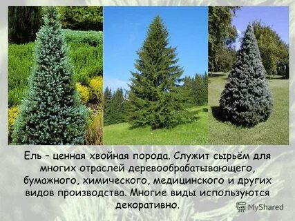 Ценность ели