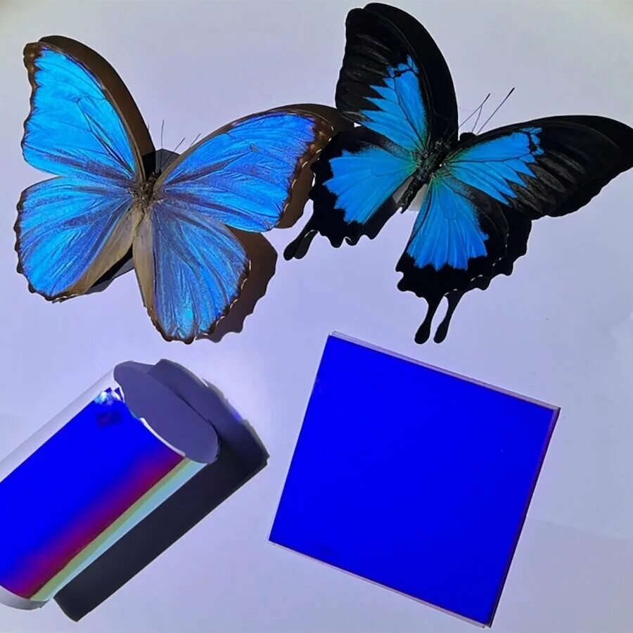 Оборудования для исследования строения крыла бабочки. Синяя бабочка. Бабочки для распечатки синие с ровными крыльями. Бабочки в цвете Узбекистана. Бабочка с недоразвитыми крыльями.