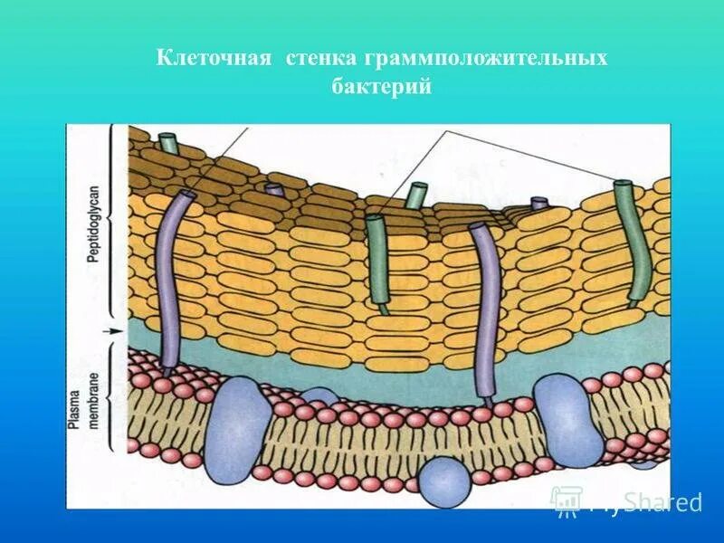 Клеточная стенка. Клеточный. Клеточная стенка клетки. Строение клеточной стенки.