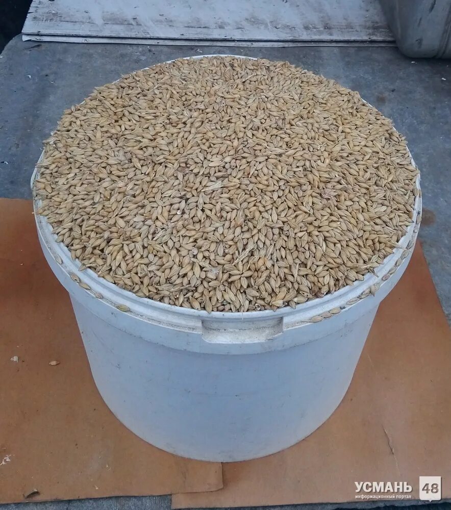 Пшеница в ведре. Зерно пшеницы в ведре. Ведро пшеницы. Ведро с зерном. Ведро пшеницы.