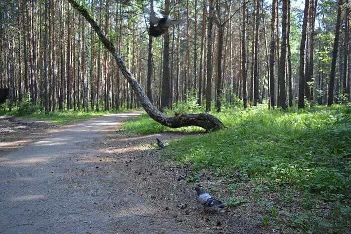 Киви парк. Белкин дом Сосновоборск. Сосновоборский лесопарк Белкин дом. Белкин лес Сосновоборск. Сосновоборск Белкин дом Красноярский край.