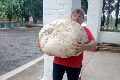 Очень высокие грибы