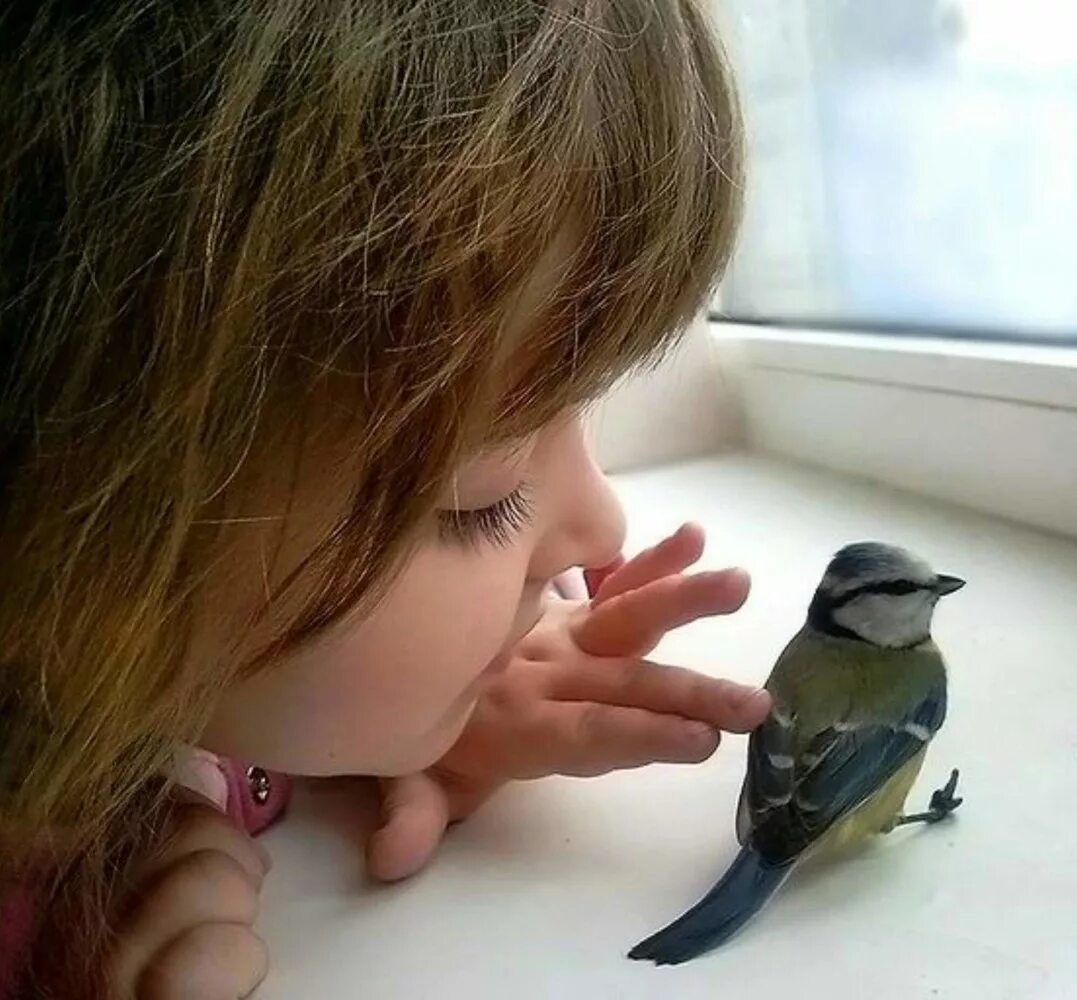 синичка на руке. расписная синичка. синица самка. зеленоспинная синица. синица девочка.