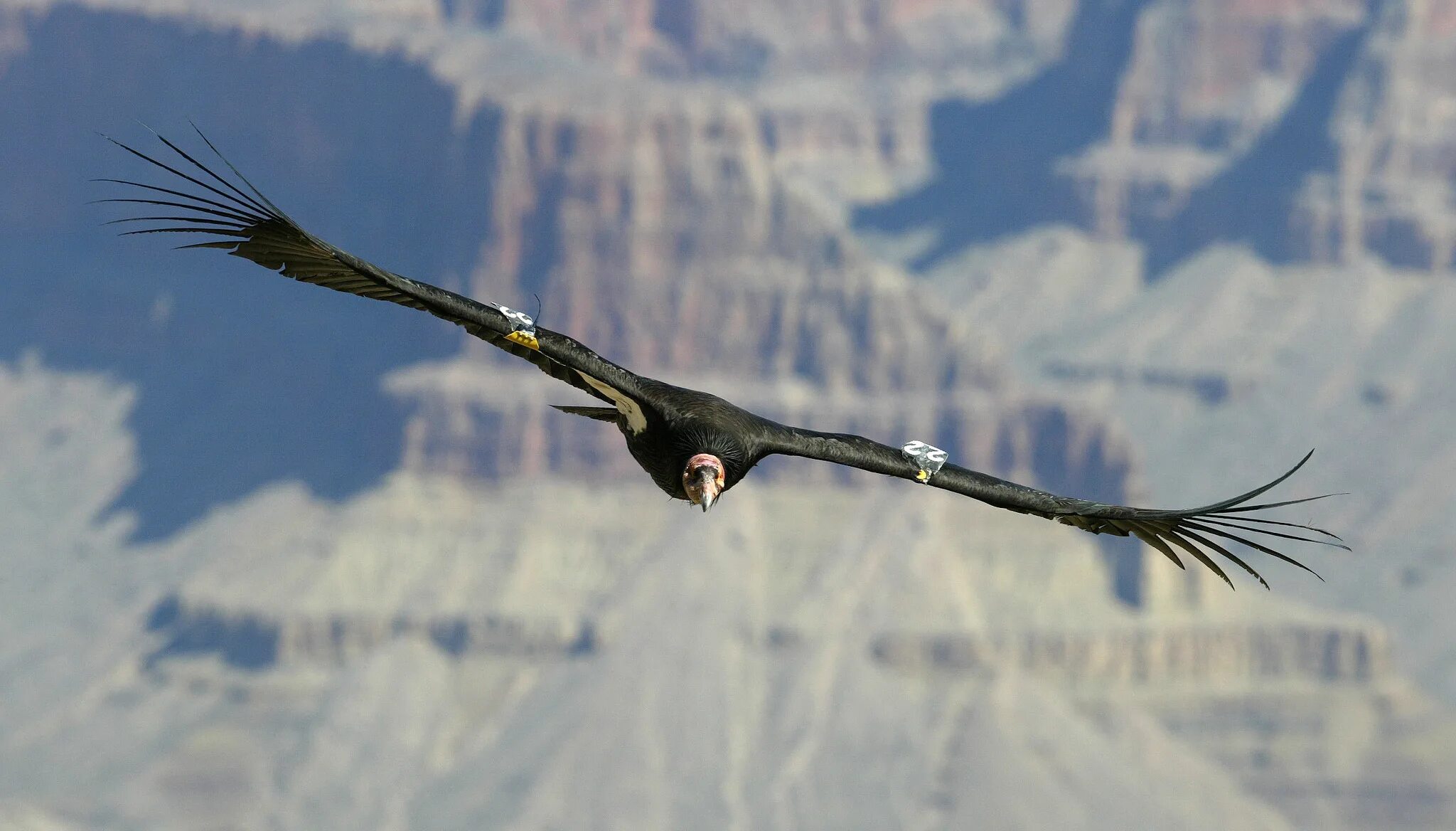 Птицы летающие на высоте. Стервятник Кондор. Гриф Кондор. Кондор в Андах. Андский Кондор в полете.