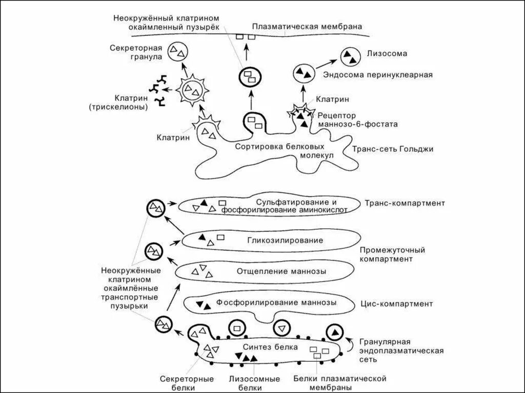 Транспортные пузырьки. Модификация белков в аппарате Гольджи. Сортировка белков в аппарате Гольджи. Модификация белков в комплексе Гольджи. Механизм сортировки белков в комплекс Гольджи.