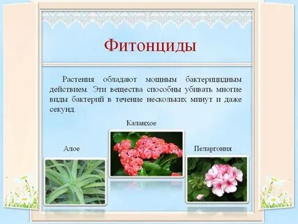 Фитонциды что это