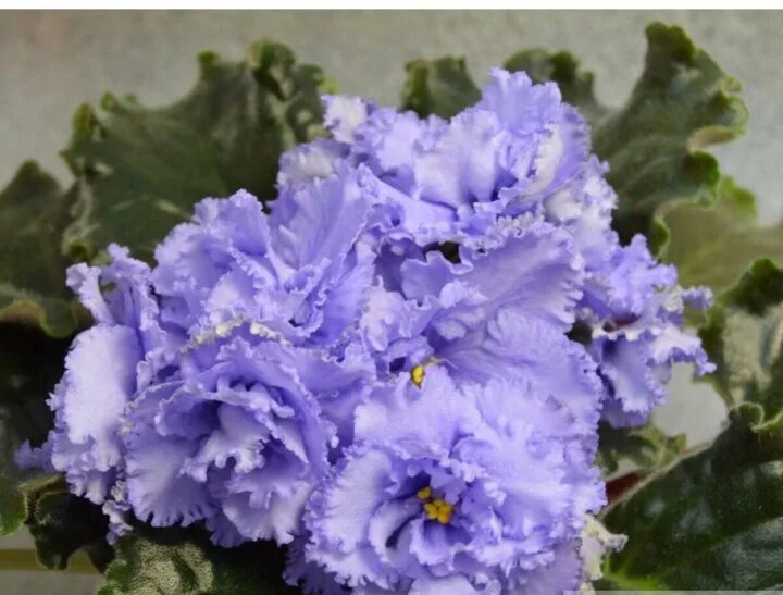 Virtual Violet :: Просмотр темы - Выставка фиалок 11-16 июня 2019 г., Харьков