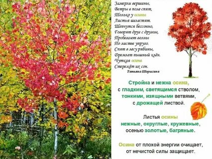 Стихи про дерево короткие