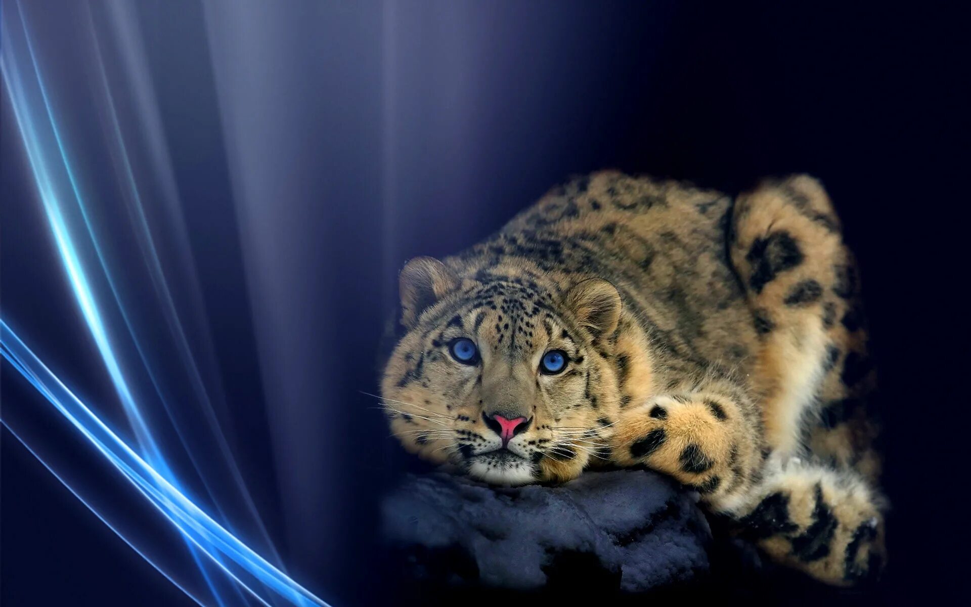 Леопард снежный Барс Ягуар. Гепард и Ирбис. Снежный Барс обои. Картинки на заставку компьютера. Живые обои высокого качества на телефон