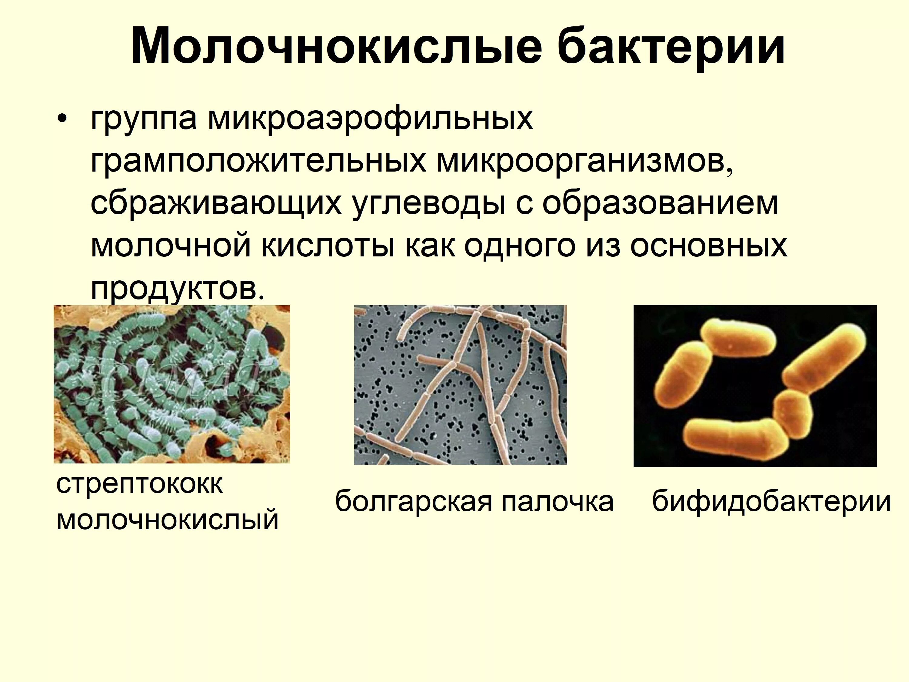 Молочнокислые бактерии относятся к группе кратко. Формы молочнокислых бактерий. Молочнокислые бактерии строение клетки. Строение молочной бактерии. К какой группе относятся микроорганизмы обитающие