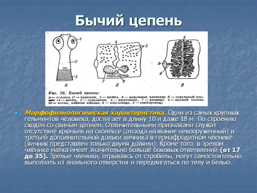 Бычий цепень замкнутая кровеносная система. Строение стробилы бычьего цепня. Строение головки бычьего цепня. Строение бычкго цепень. Фиксирующий аппарат бычьего цепня.