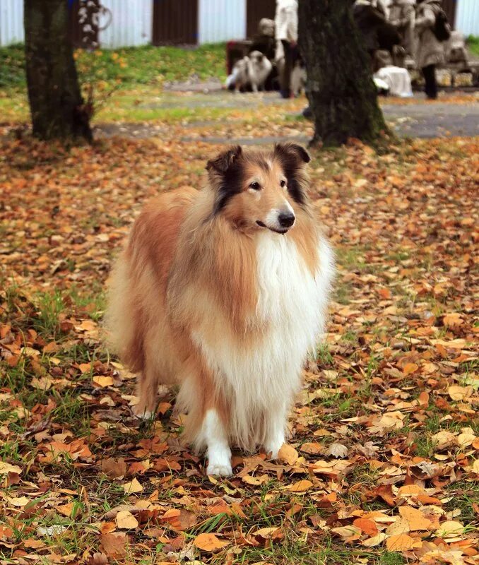 Окрасы колли. Шотландская овчарка колли мраморный. Колли соболиный золотистый. Шотландская овчарка колли длинношерстная. Шотландская овчарка шелти мраморная.