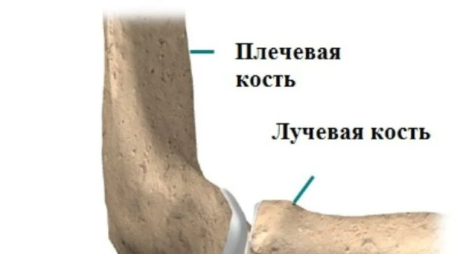Локоть информ. Локоть кость. кость локтя человека.