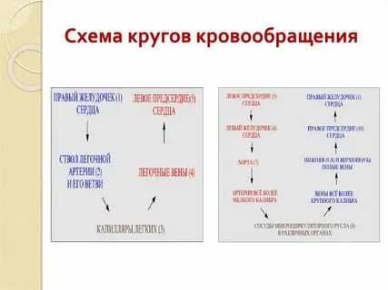 Правильная последовательность прохождения мочи