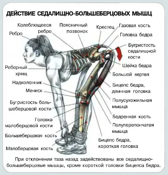 Тяга мышц. Мертвая тяга анатомия. Румынская тяга мышцы задействованы. Мертвые тяги со штангой ноги прямые. Задняя поверхность бедра упражнения румынская тяга.