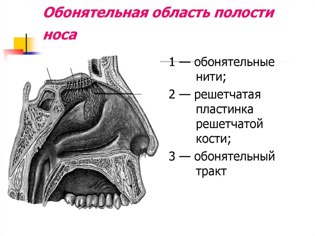 Обонятельная и дыхательная области носовой полости. Обонятельная и дыхательная области полости носа анатомия. Дыхательная область полости носа латынь. Строение слизистой оболочки обонятельной области носовой полости.