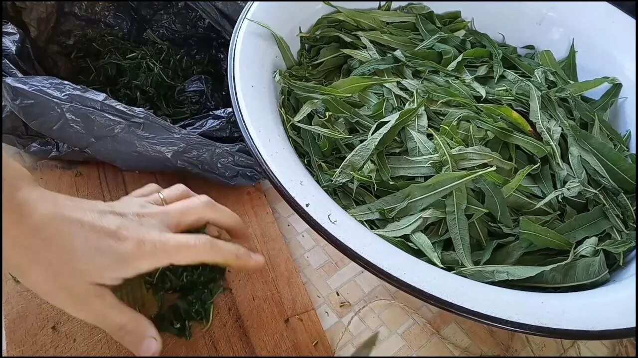 Когда собирают листья чая. Когда собирают листья чая
