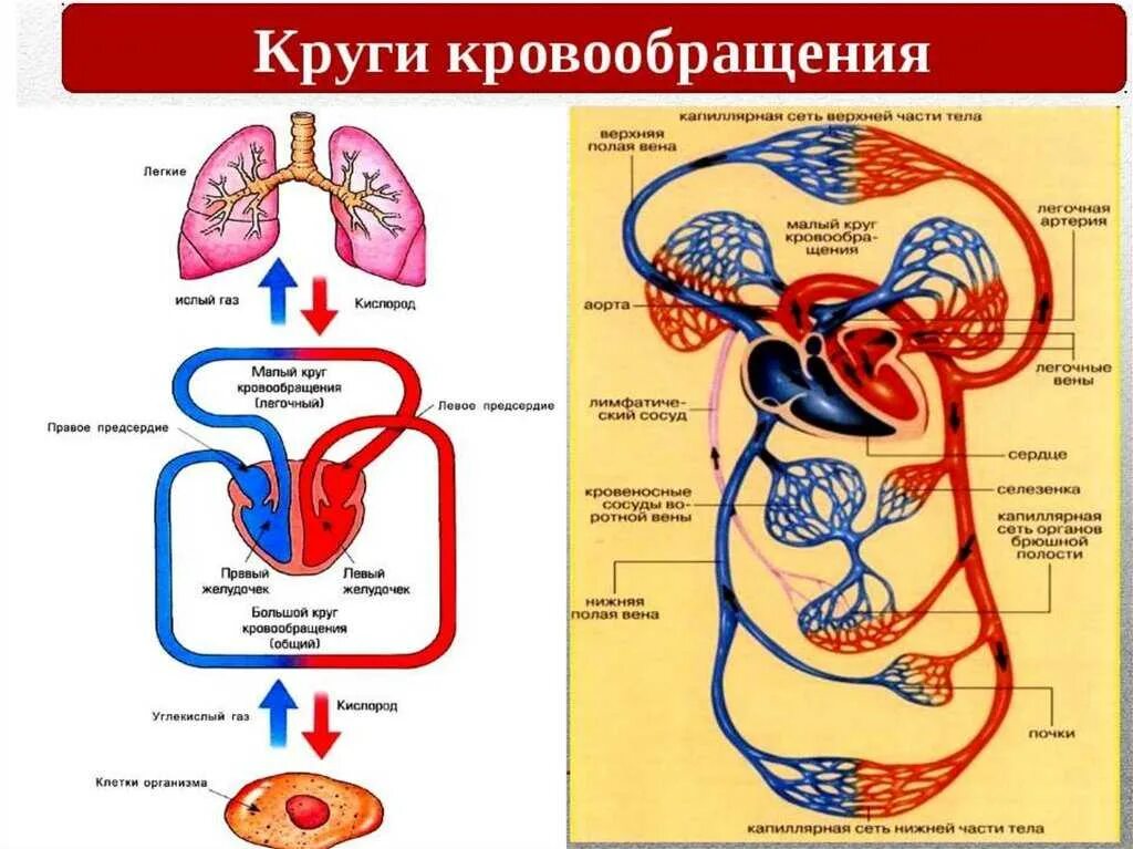 Установите соответствие органов кровеносной системы