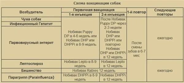 Вакцинация щенков немецкой овчарки таблица. Календарь прививок для собак. Прививки немецкой овчарки до года по месяцам таблица. Календарь прививок для щенков немецкой овчарки.